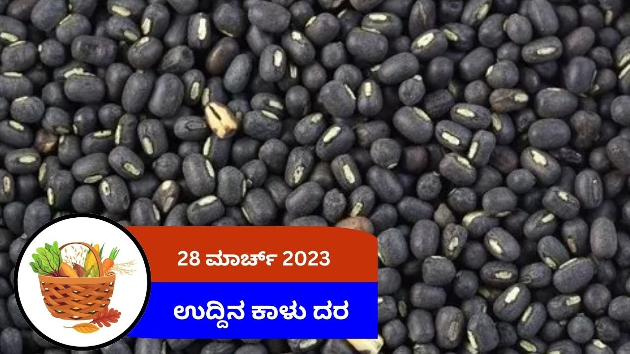 ಇಂದಿನ ಉದ್ದಿನ ಕಾಳು ಮಾರುಕಟ್ಟೆ ದರ 28 ಮಾರ್ಚ್ 2024