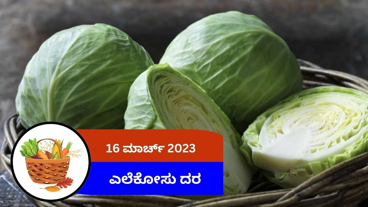 ಇಂದಿನ ಎಲೆಕೋಸು ಮಾರುಕಟ್ಟೆ ದರ 16 ಮಾರ್ಚ್ 2024