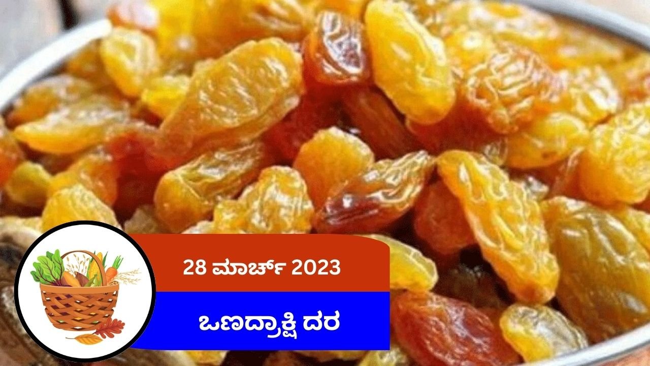 ಇಂದಿನ ಒಣದ್ರಾಕ್ಷಿ ಮಾರುಕಟ್ಟೆ ದರ 28 ಮಾರ್ಚ್ 2024