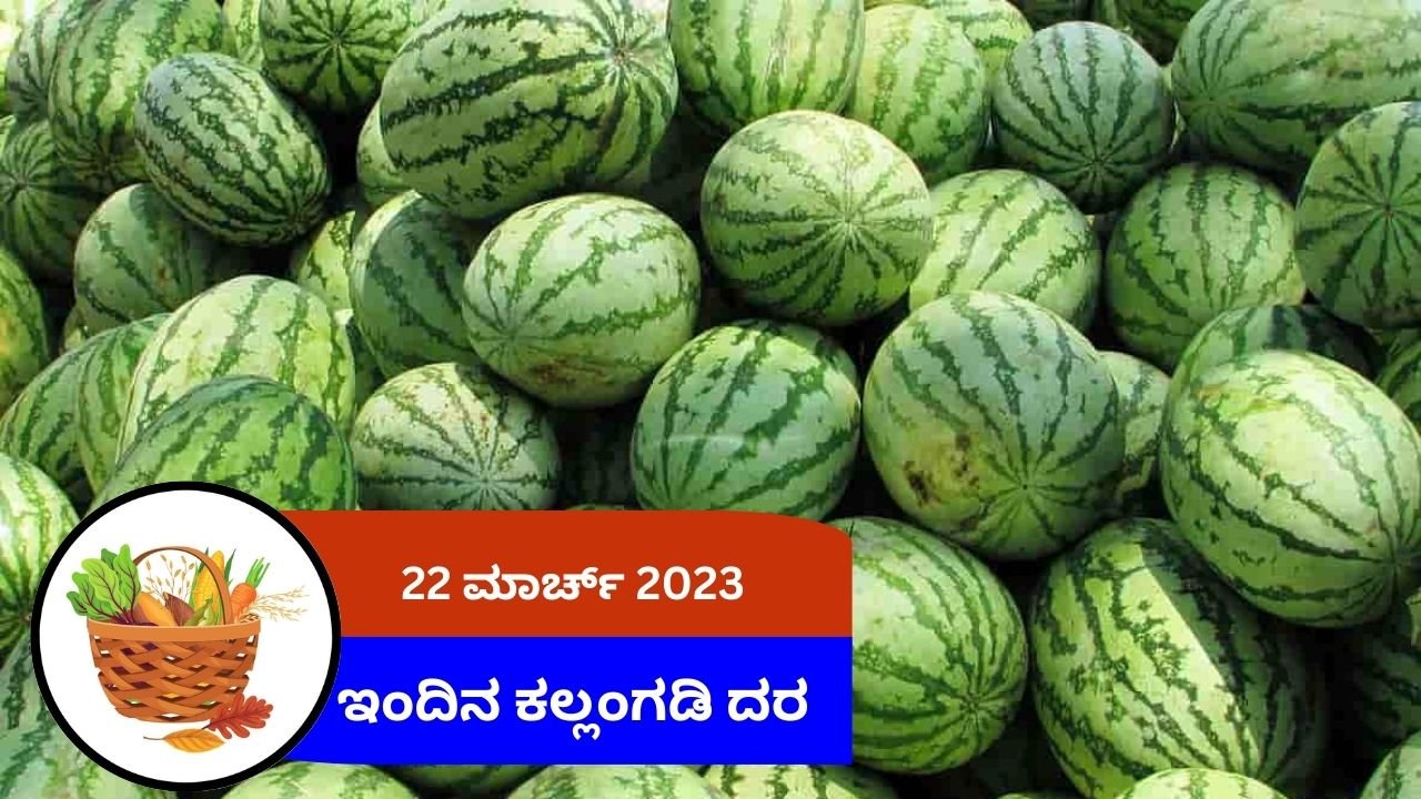 ಇಂದಿನ ಕಲ್ಲಂಗಡಿ ಮಾರುಕಟ್ಟೆ ದರ 22 ಮಾರ್ಚ್ 2024