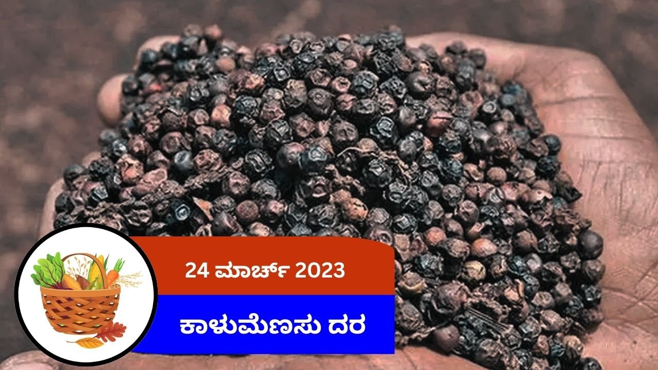 ಇಂದಿನ ಕಾಳುಮೆಣಸು ಮಾರುಕಟ್ಟೆ ದರ 24 ಮಾರ್ಚ್ 2024