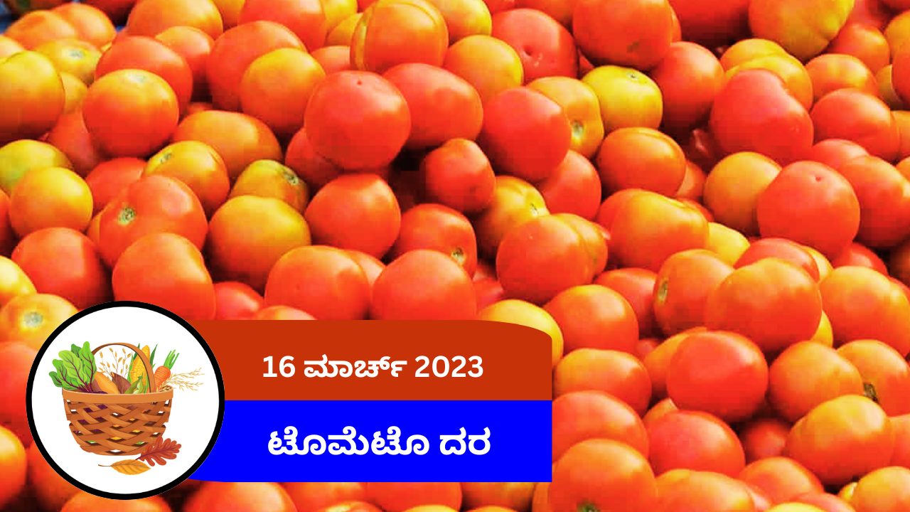 ಇಂದಿನ ಟೊಮೇಟೊ ಮಾರುಕಟ್ಟೆ ದರ 16 ಮಾರ್ಚ್ 2024