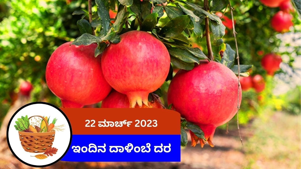 ಇಂದಿನ ದಾಳಿಂಬೆ ಮಾರುಕಟ್ಟೆ ದರ 22 ಮಾರ್ಚ್ 2024