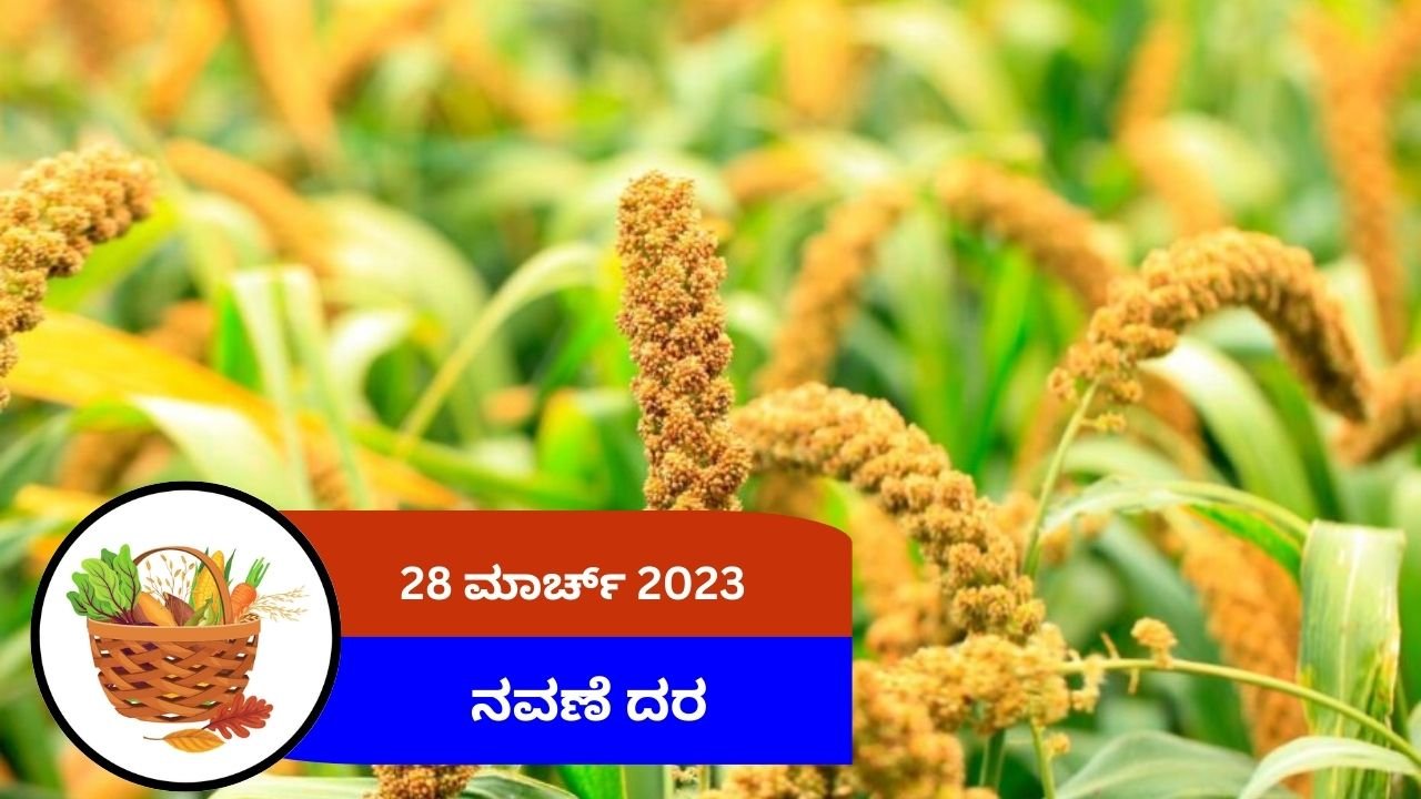 ಇಂದಿನ ನವಣೆ ಮಾರುಕಟ್ಟೆ ದರ 28 ಮಾರ್ಚ್ 2024