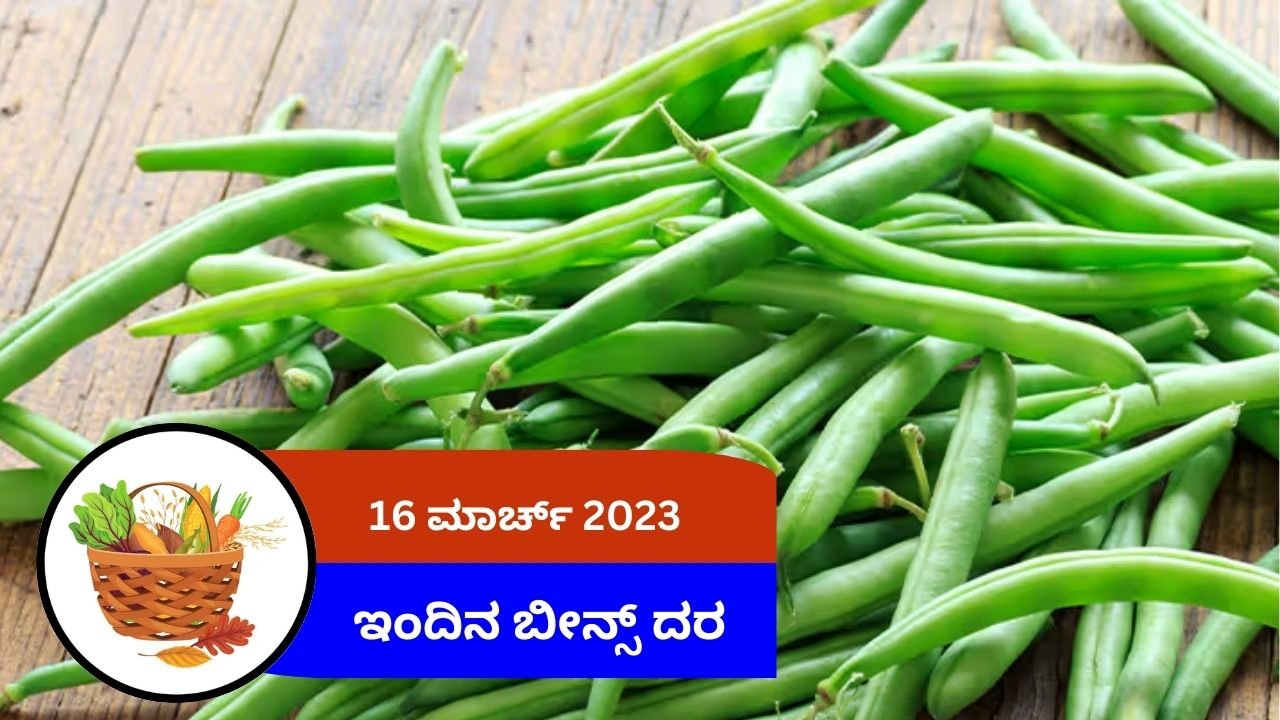 ಇಂದಿನ ಬೀನ್ಸ್ ಮಾರುಕಟ್ಟೆ ದರ 16 ಮಾರ್ಚ್ 2024