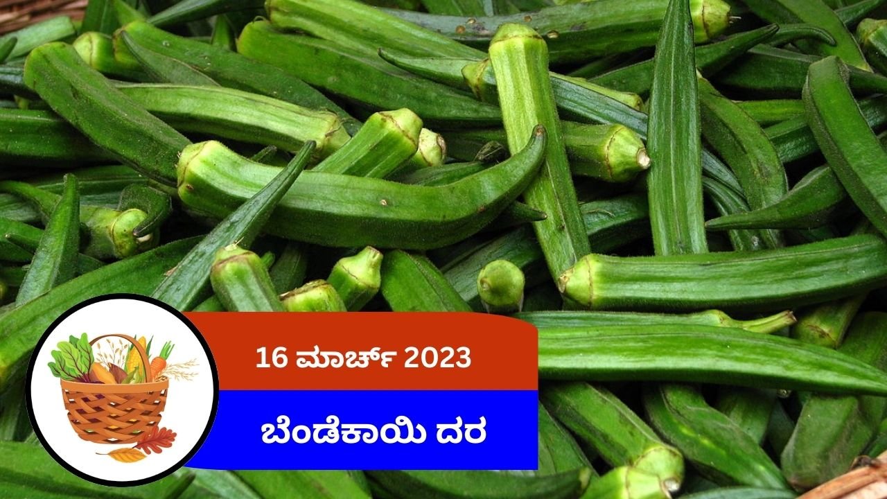 ಇಂದಿನ ಬೆಂಡೆಕಾಯಿ ಮಾರುಕಟ್ಟೆ ದರ 16 ಮಾರ್ಚ್ 2024