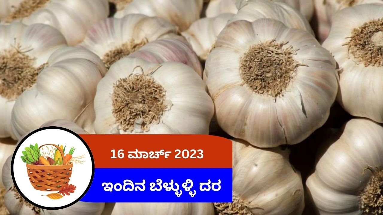 ಇಂದಿನ ಬೆಳ್ಳುಳ್ಳಿ ಮಾರುಕಟ್ಟೆ ದರ 16 ಮಾರ್ಚ್ 2024