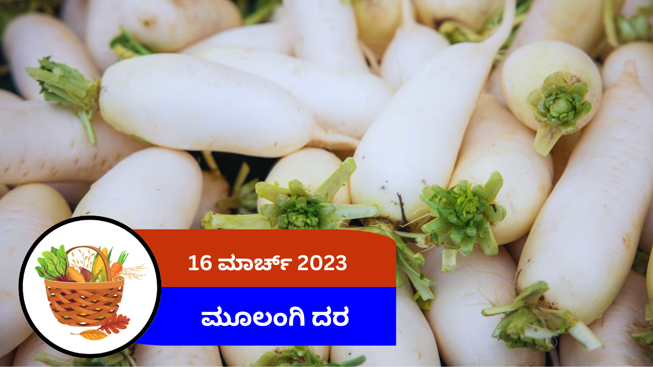 ಇಂದಿನ ಮೂಲಂಗಿ ಮಾರುಕಟ್ಟೆ ದರ 17 ಮಾರ್ಚ್ 2024