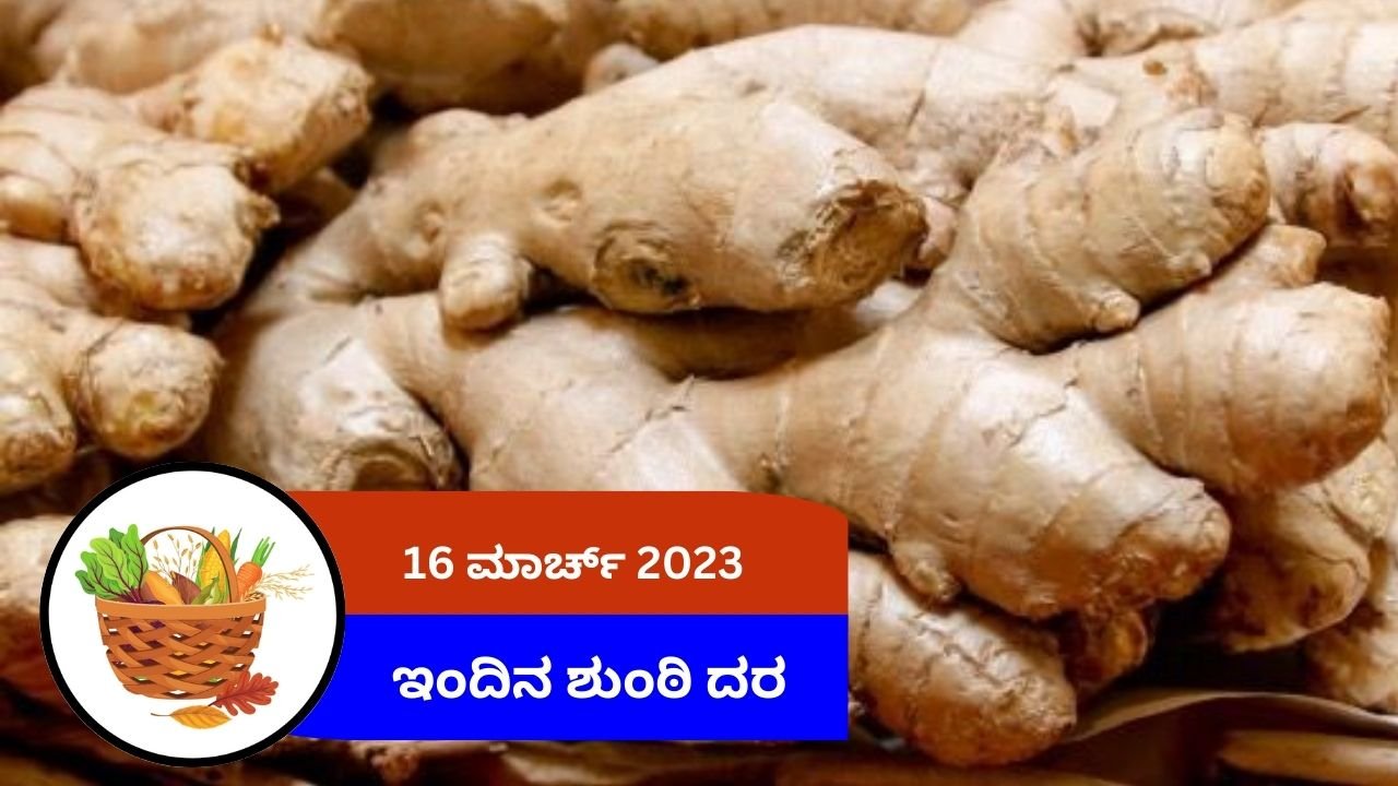 ಇಂದಿನ ಶುಂಠಿ ಮಾರುಕಟ್ಟೆ ದರ 16 ಮಾರ್ಚ್ 2024