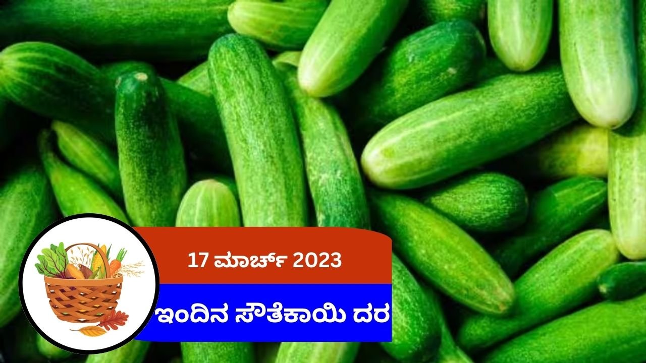 ಇಂದಿನ ಸೌತೆಕಾಯಿ ಮಾರುಕಟ್ಟೆ ದರ 17 ಮಾರ್ಚ್ 2024