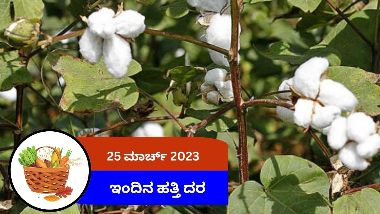 ಇಂದಿನ ಹತ್ತಿ ಮಾರುಕಟ್ಟೆ ದರ 25 ಮಾರ್ಚ್ 2024