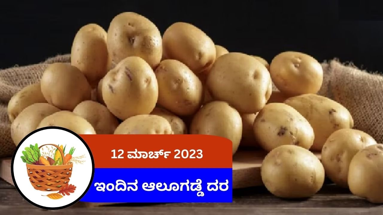 ಇಂದಿನ ಆಲೂಗಡ್ಡೆ ಮಾರುಕಟ್ಟೆ ದರ, ಯಾವ ಮಾರುಕಟ್ಟೆಯಲ್ಲಿ ಎಷ್ಟು ಬೆಲೆ ಇದೆ