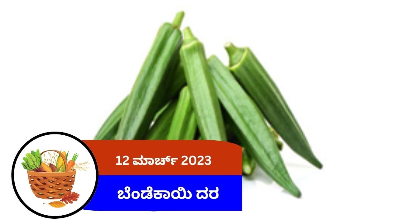 ಇಂದಿನ ಬೆಂಡೆಕಾಯಿ ಮಾರುಕಟ್ಟೆ ದರ ಯಾವ ಮಾರುಕಟ್ಟೆಯಲ್ಲಿ ಎಷ್ಟು ಬೆಲೆ ಇದೆ