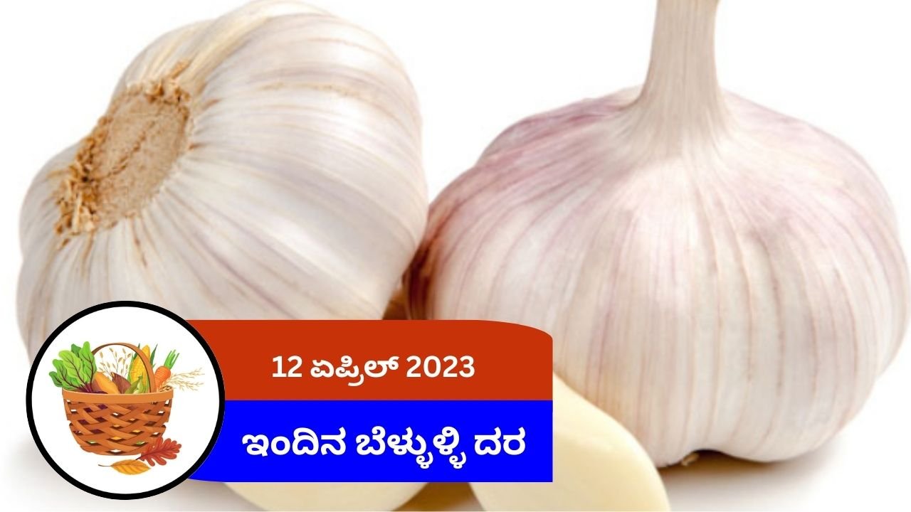 ಇಂದಿನ ಬೆಳ್ಳುಳ್ಳಿ ಮಾರುಕಟ್ಟೆ ದರ, ಯಾವ ಮಾರುಕಟ್ಟೆಯಲ್ಲಿ ಎಷ್ಟು ಬೆಲೆ ಇದೆ