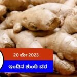 today ginger market rate 20 may 2024